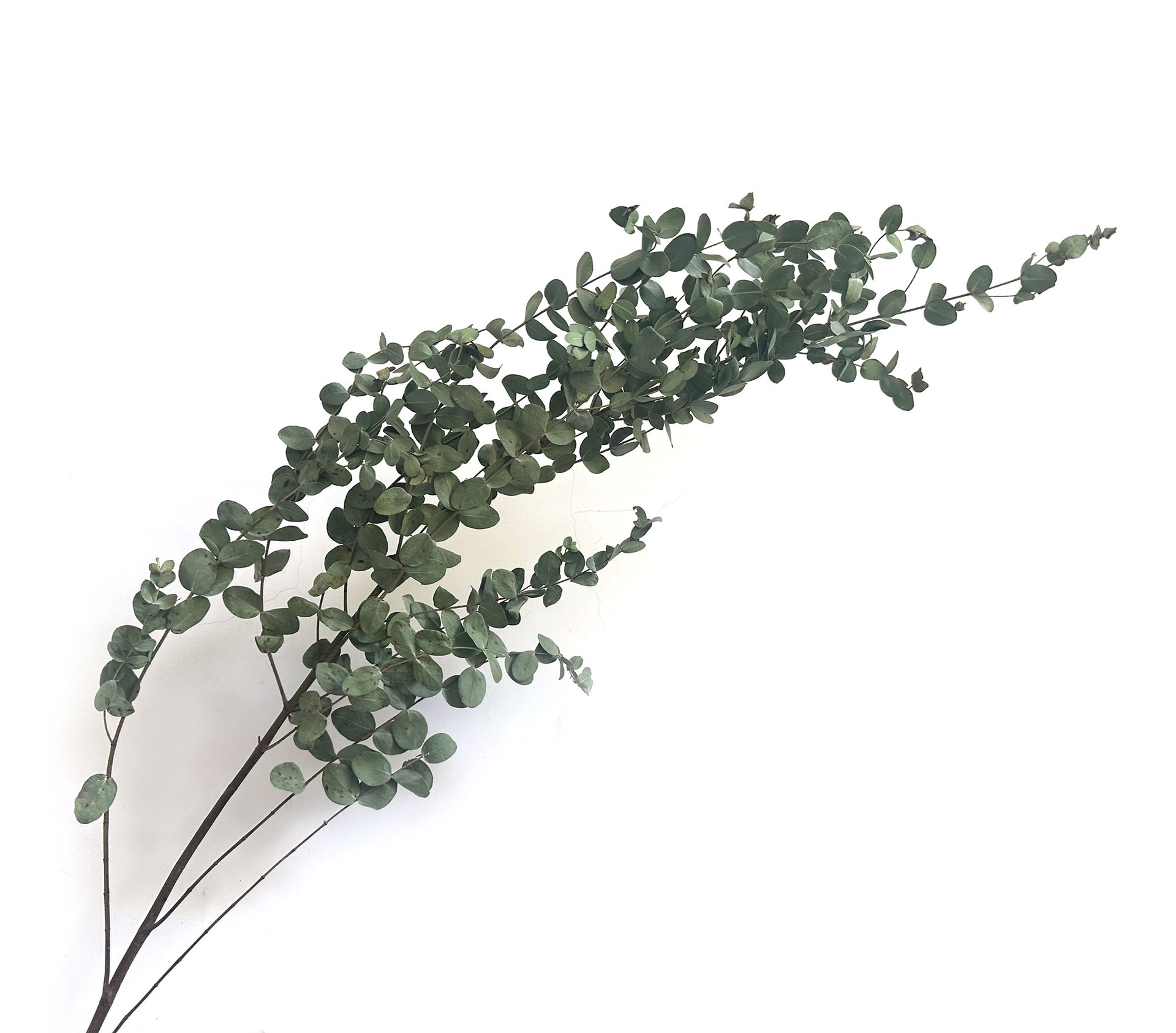【 Dry Fine Leaves 】 Yunnan dried flower fine leaves eucalyptus, eucalyptus leaves, green leaves pic 2