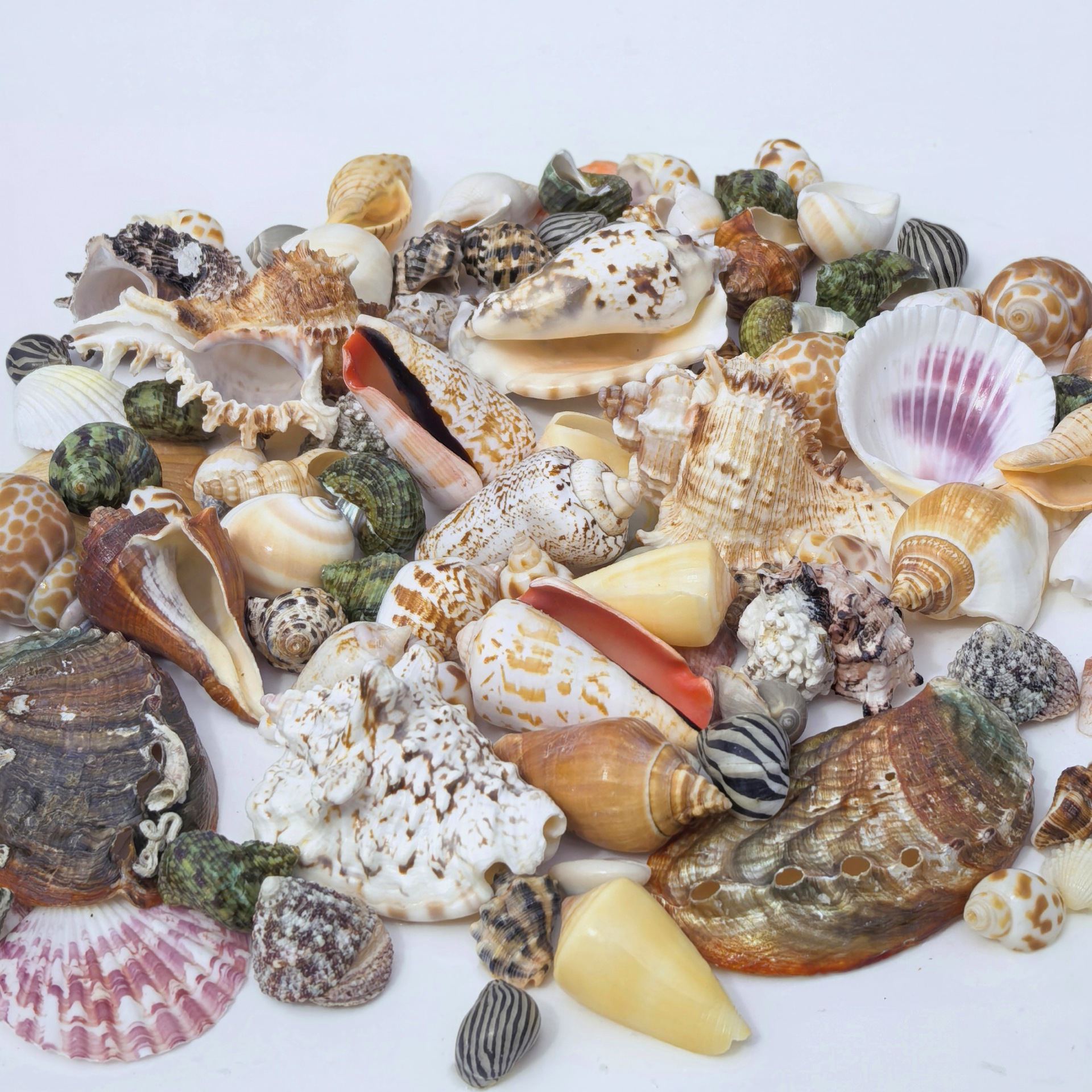 Large conch shells are sold by the pound. Large conch fish tank landscaping combination, handcrafted diy table setting, and decorative accessories pic 3