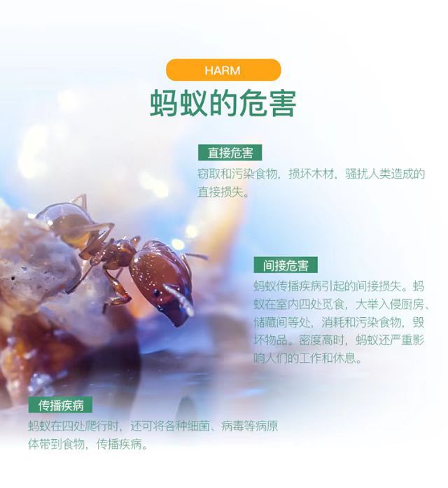 82 厂家直销 外贸出口 达豪灭蚁清 啥蚁饵剂（5g）详情5