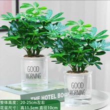 Five Blessings Money Tree small potted indoor plants, office desk small green plants potted plants, indoor flower potted plants pic 7
