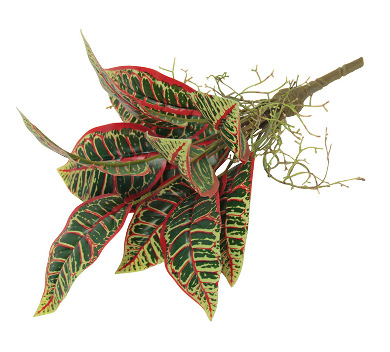 Indoor ornamental small potted plants with green leaves and red edges, succulents, flowers and green plants pic 9