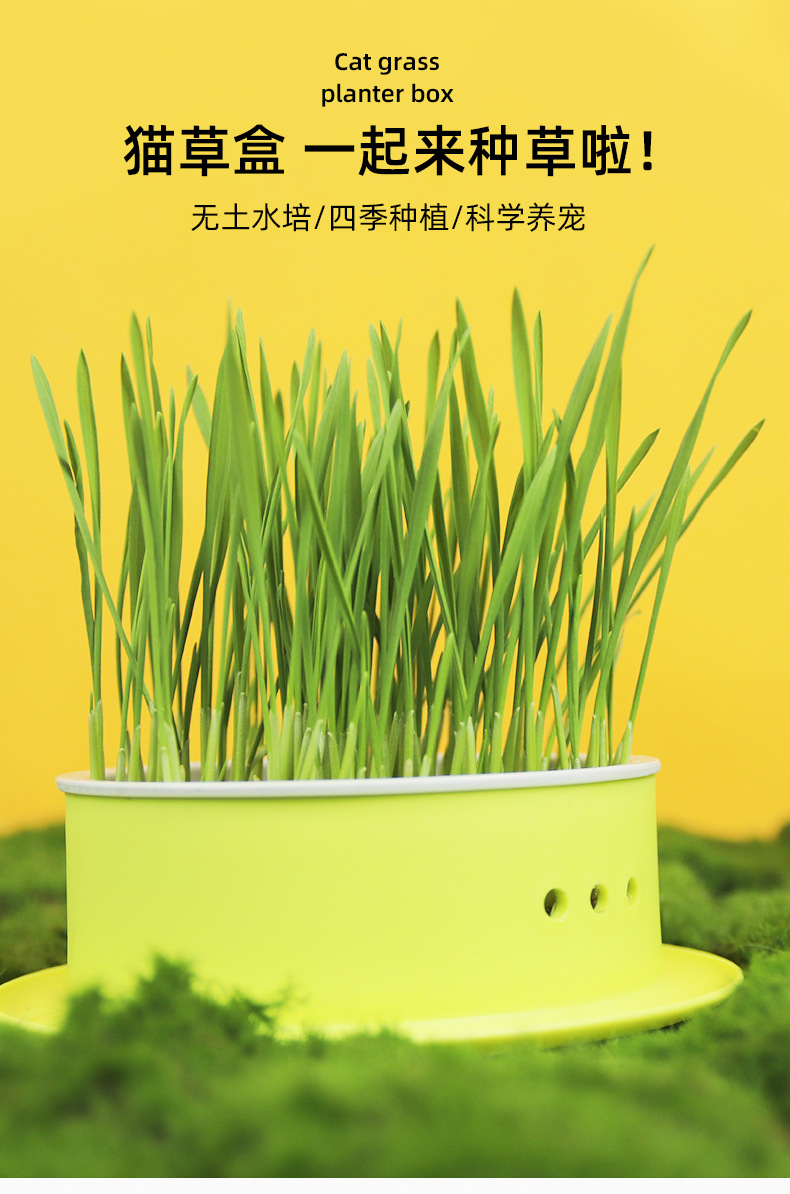 New edible cat grass seeds scientifically eliminate bad breath and supplement dietary fiber. Direct supply from cat snack manufacturers pic 20