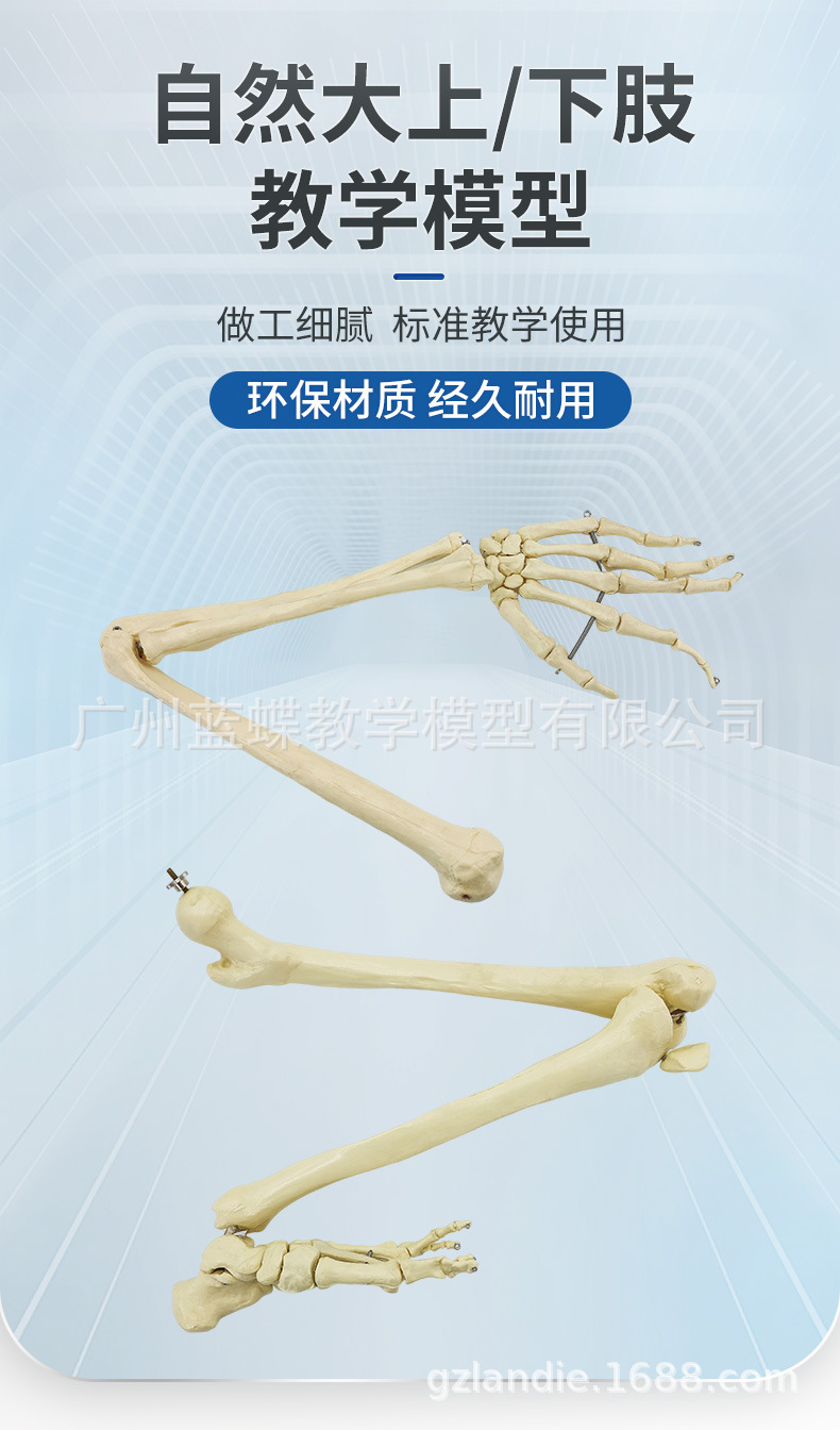 Sectional view of human internal organs, natural large upper and lower limb bone models, teaching of human body model diagrams, multi-functional anatomical display pic 84