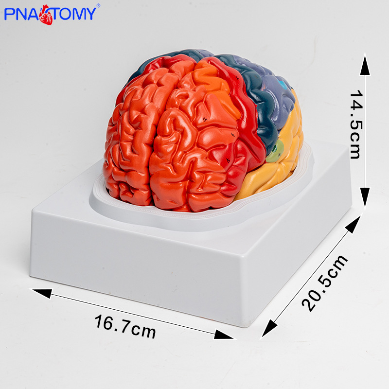 Anatomy of human colored brain structure, brain nerves, brain functions, cortical zoning model, Medical psychology, neurology pic 1