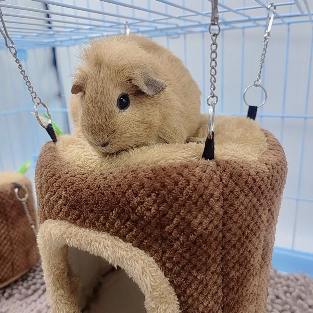 Hamster nest, rabbit, Dutch pig, guinea pig nest, sugar glider, squirrel, warm cotton nest, hammock, guinea pig nest, pet supplies pic 19