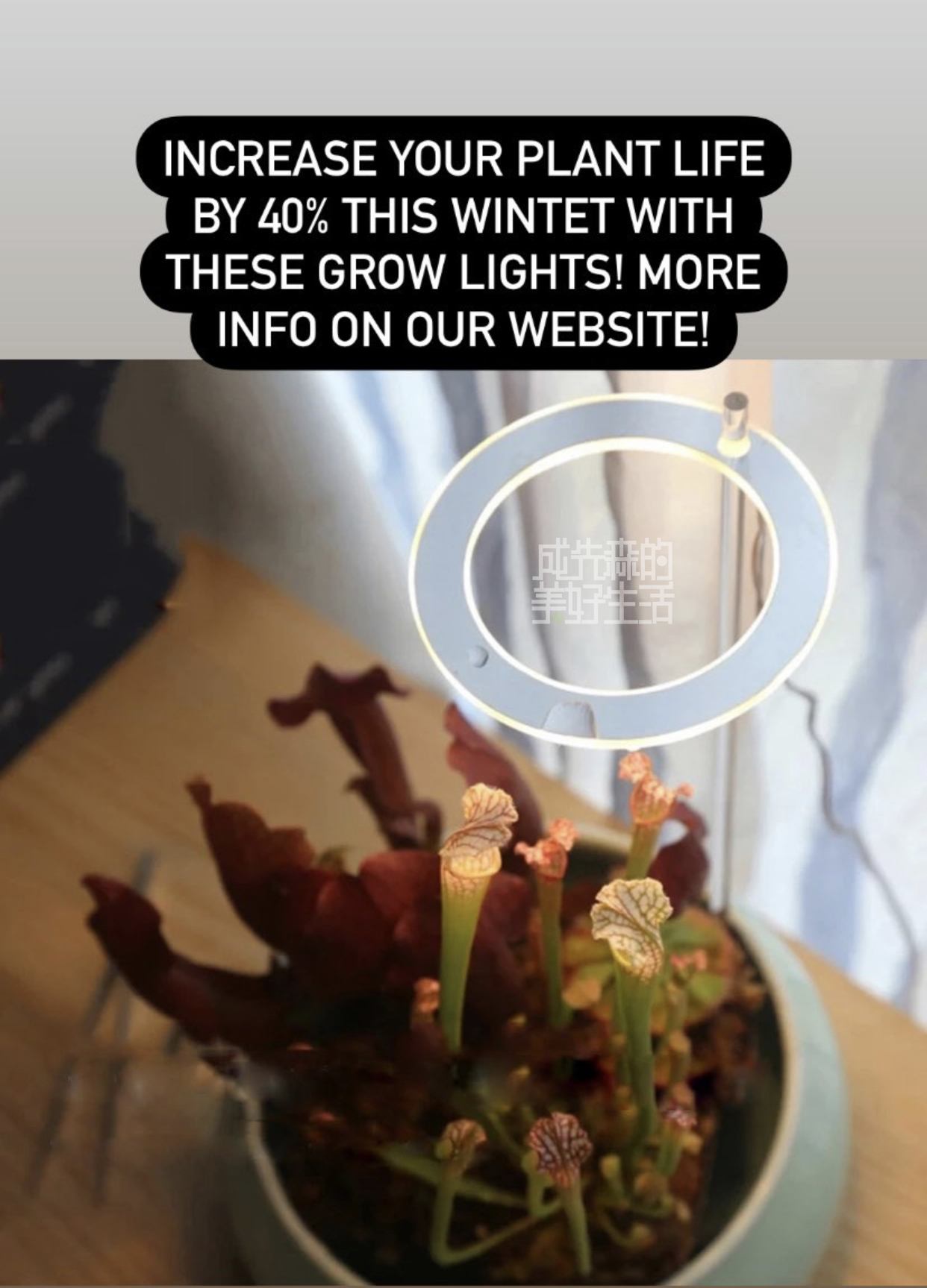 ♡ Energy-saving Angel Ring Plant Supplementary Light: LED Indoor Full-spectrum intelligent supplementary light for Bonsai and succulents pic 3