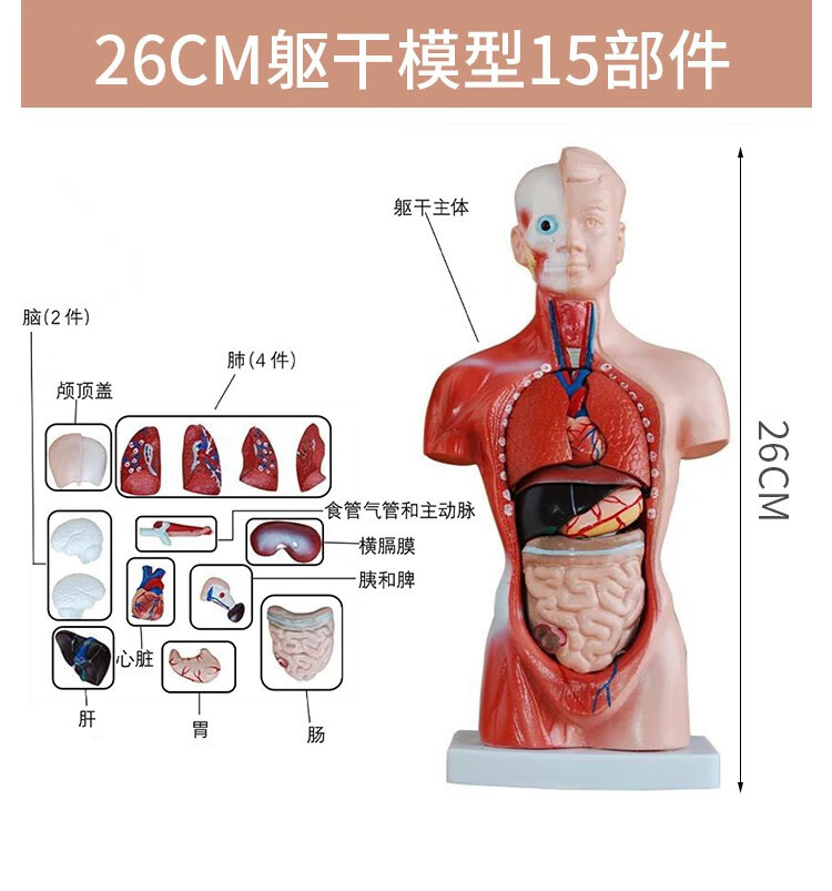 人体解剖模型高端专业医学系统神经结构内脏可拆卸骨骼躯干肌详情8