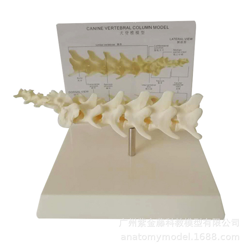 A 1:1 replica of the pet spine teaching model, a must-have simulation for dog spine medicine teaching and pet care pic 5