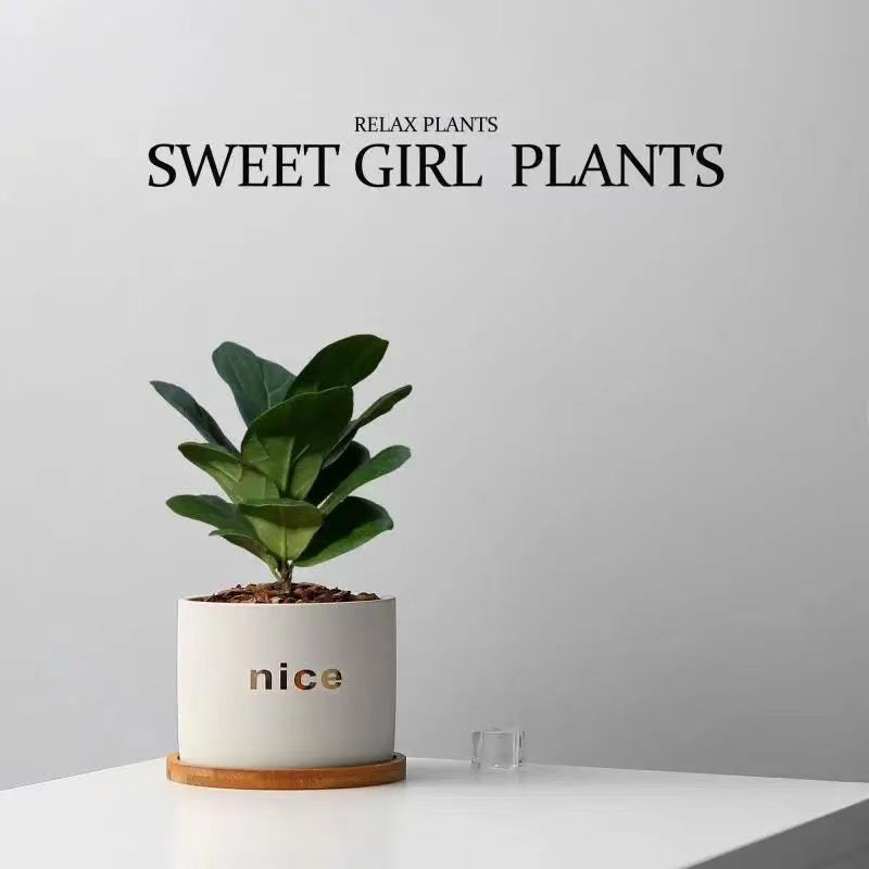 Five Blessings Money Tree small potted indoor plants, office desk small green plants potted plants, indoor flower potted plants pic 14