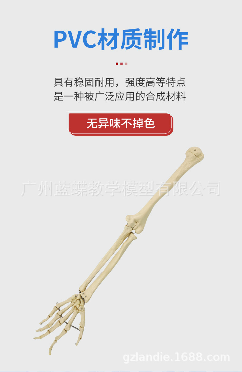 Sectional view of human internal organs, natural large upper and lower limb bone models, teaching of human body model diagrams, multi-functional anatomical display pic 86