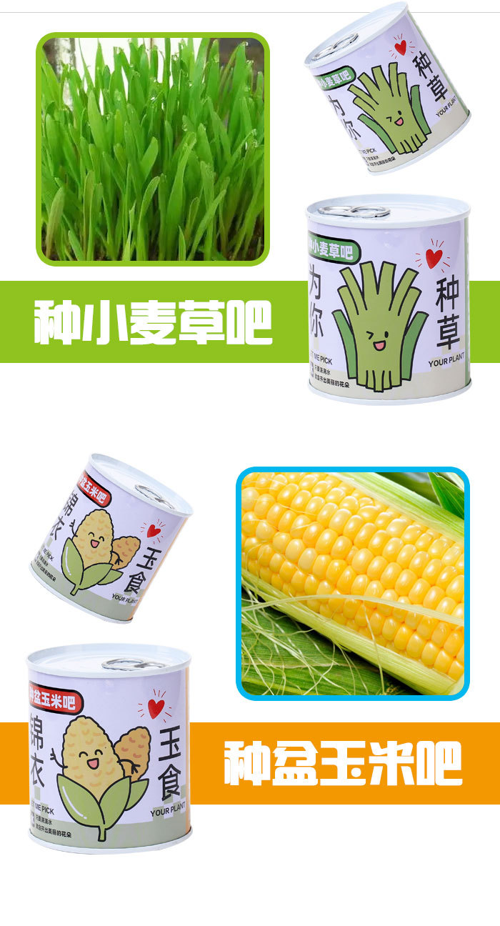 儿童礼物易拉罐植物盲盒桌面小盆栽小学生花卉绿植好养活种子盆栽详情10