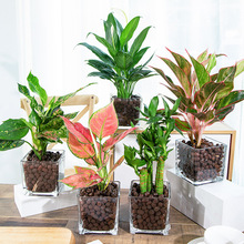 Five Blessings Money Tree small potted indoor plants, office desk small green plants potted plants, indoor flower potted plants pic 5