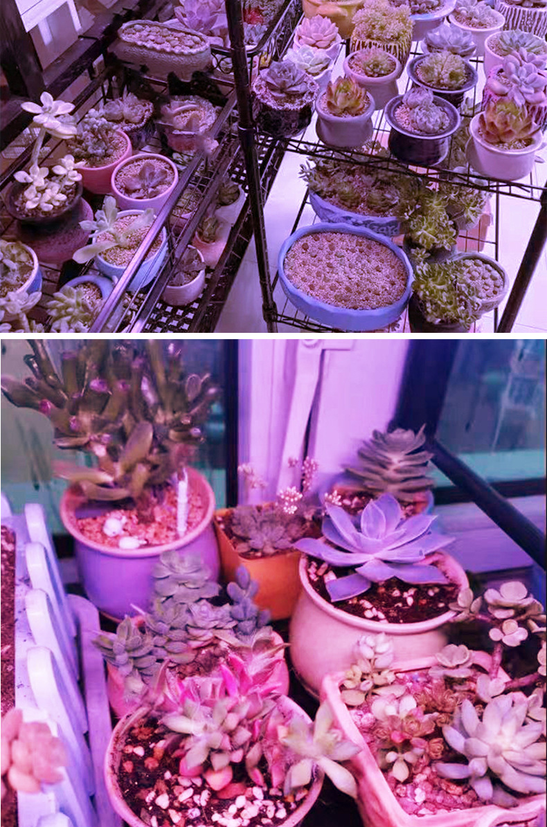 Solar floodlights, indoor greenhouse vegetable and succulent led outdoor full-spectrum plant growth lights, supplementary lighting lights pic 14