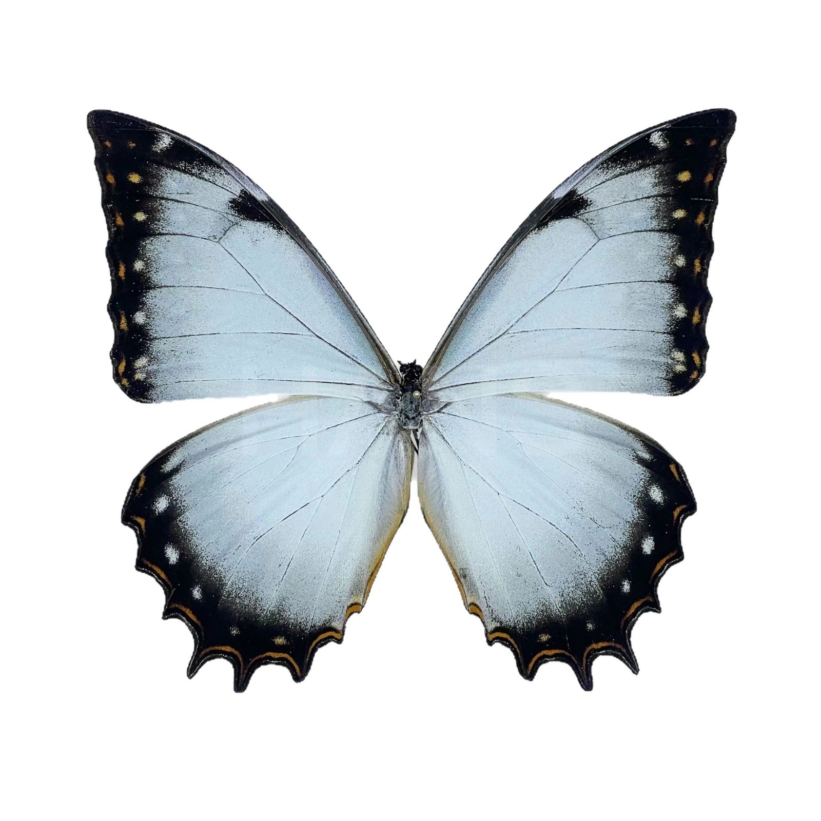 蝴蝶标本摆件真蝴蝶昆虫标本学生儿童创意生日礼科学认知科教玩具详情2