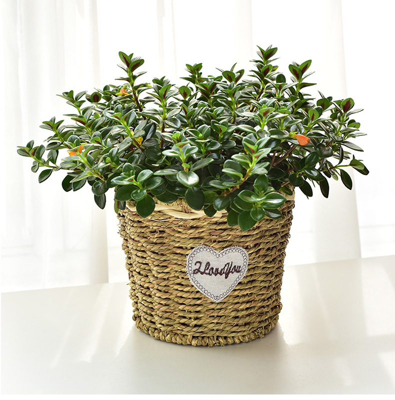 Hand-woven straw flower baskets, European-style country living room, balcony, table decoration, green ivy, green plants, succulents, rattan woven flower POTS pic 6