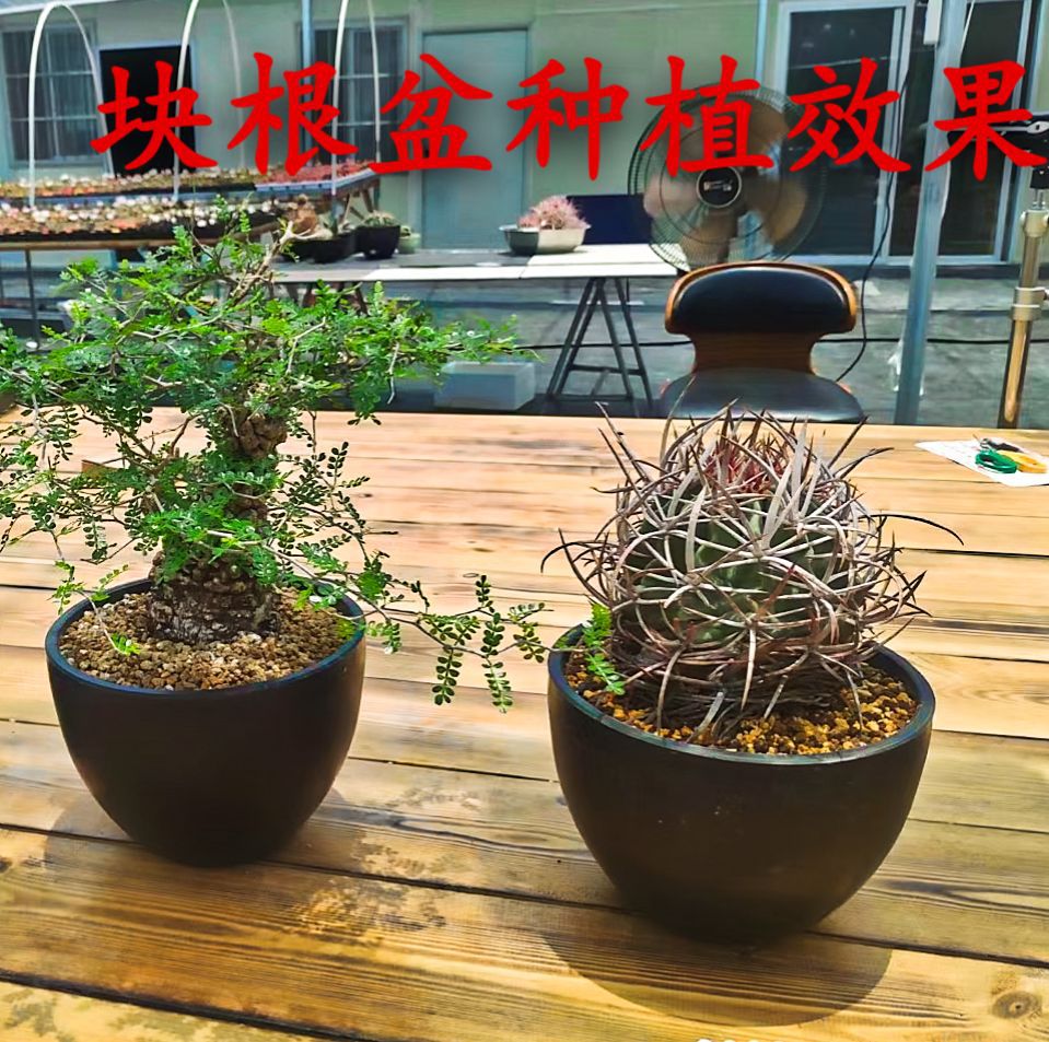 加厚日式黑胶盆块根盆园艺花卉植物绿植花盆龟甲龙仙人球龙舌兰盆详情13