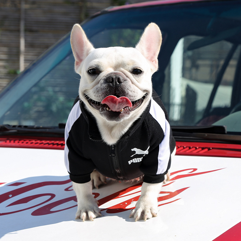 Ropa para mascotas otoño invierno calor marca de moda sudaderas letras fardoubi oso perro gato pequeño medio grande perro suministros pic 14