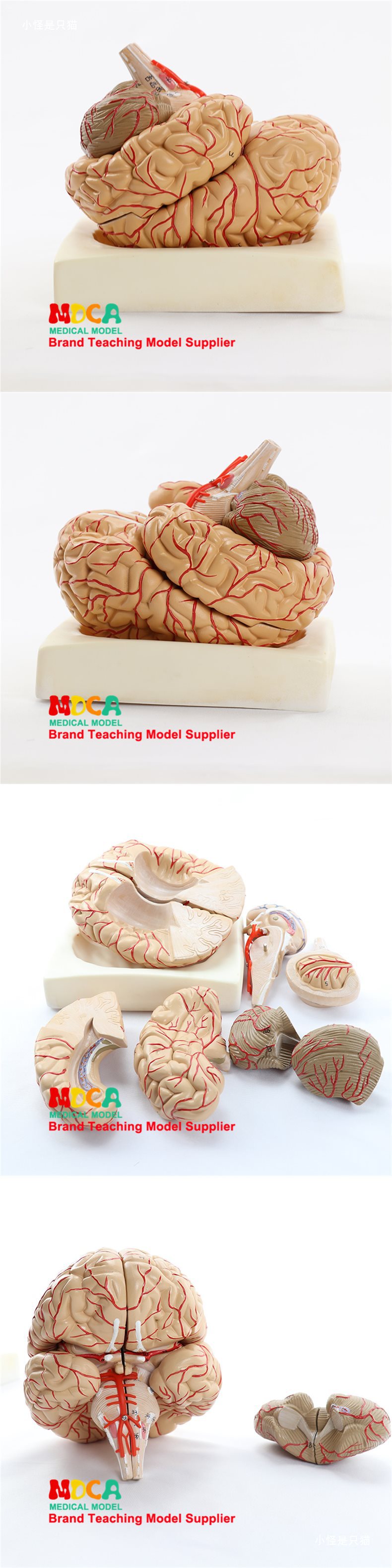 右半大脑解剖模型人体1:1神经皮质结构与功能分区医学教学详情14