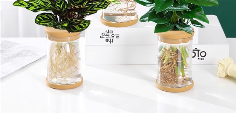 水培植物盆栽绿萝栀子花办公室内花卉小绿植四季好养多肉水养盆栽详情12
