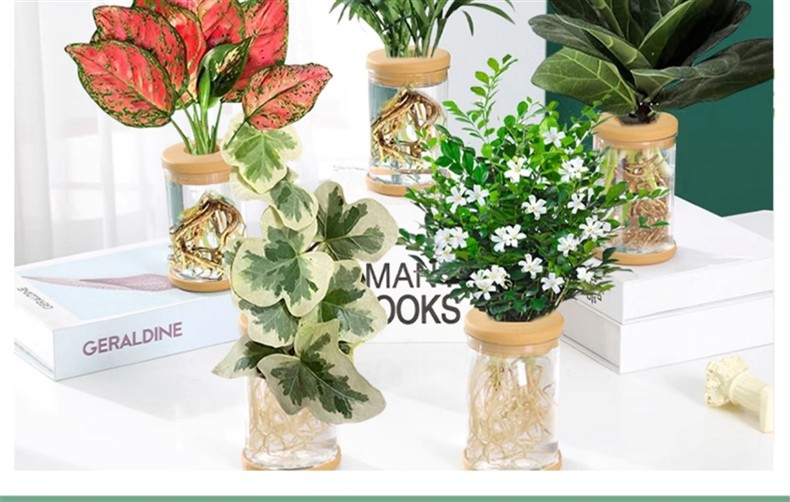 水培植物盆栽绿萝栀子花办公室内花卉小绿植四季好养多肉水养盆栽详情3