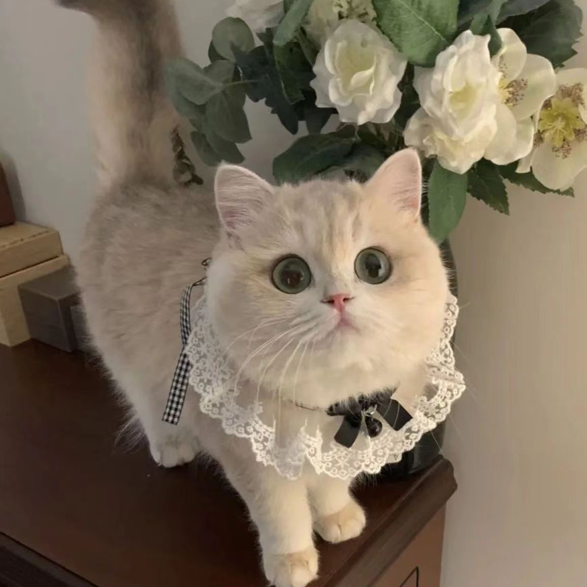 Cute cat pet collar, fashionable anti-drop collar for cats, adjustable for safety pic 7