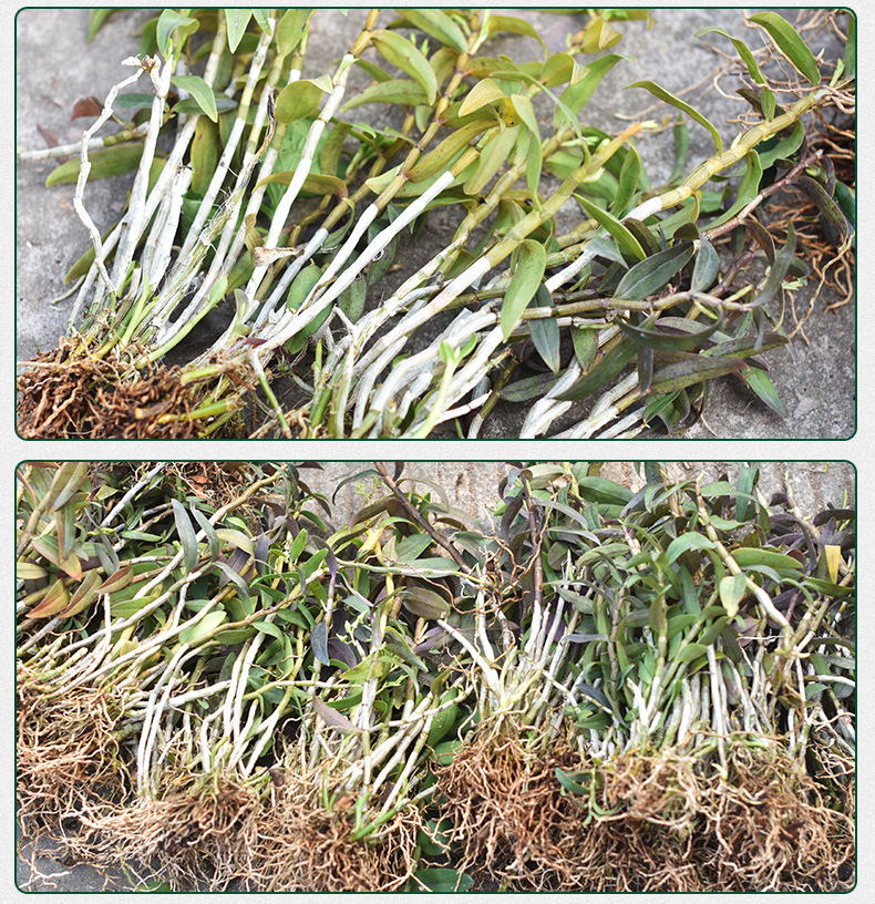 铁皮石斛苗裸苗1斤5-6月花期石斛基地批量发货种植新鲜发货大货详情7