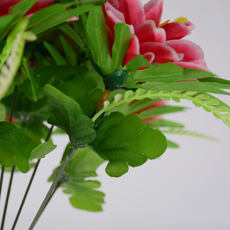 10头7耳菊05.JPG