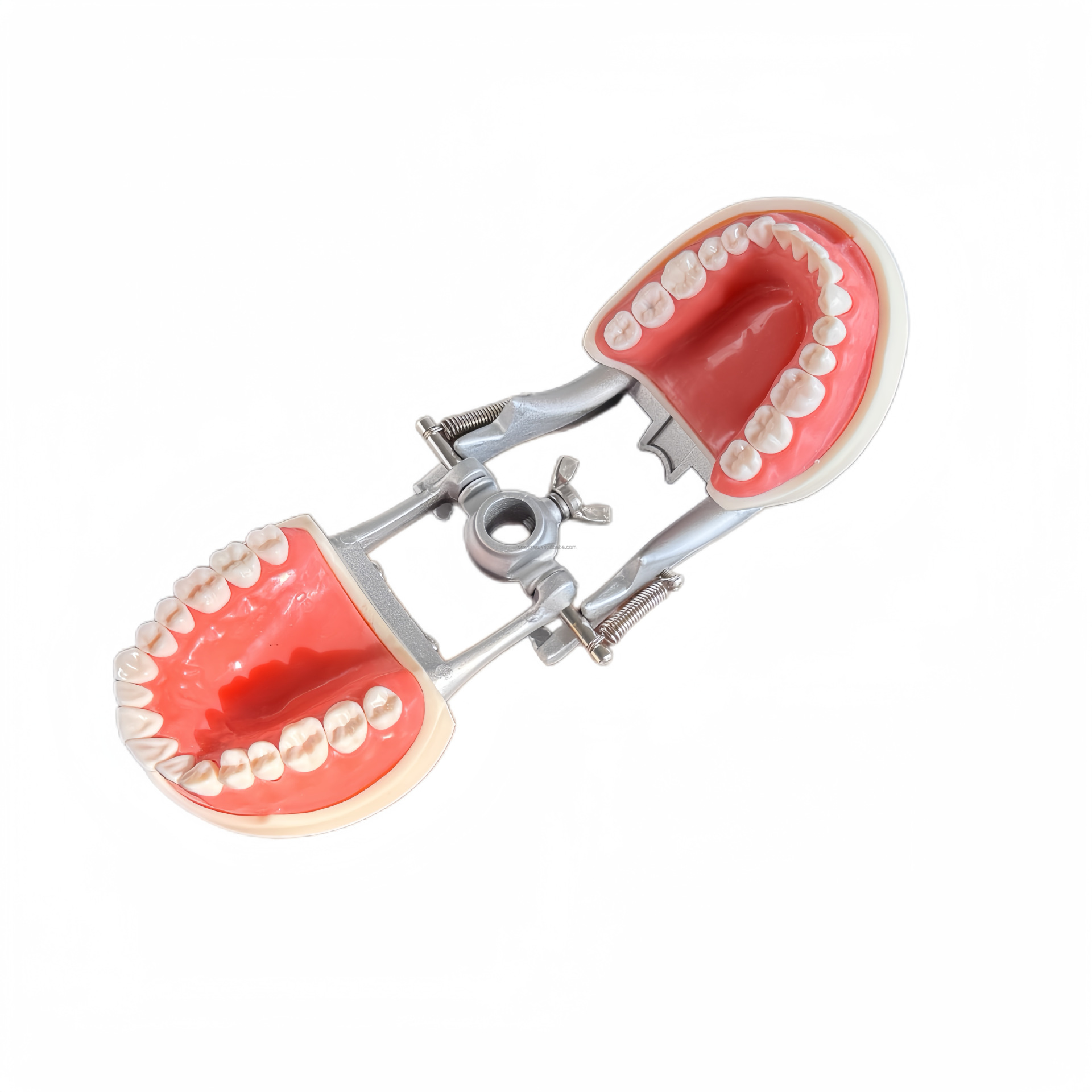 Cross-border exclusive dental gingival teaching model, standard tooth model, 32-tooth detachable clinic model pic 8