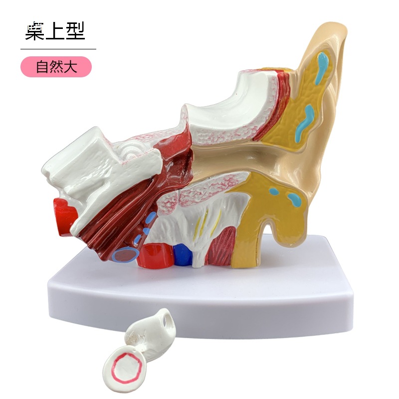 Ear model, desktop ear anatomy model, outer, middle and inner ear auditory system, ear structure, teaching medicine pic 2