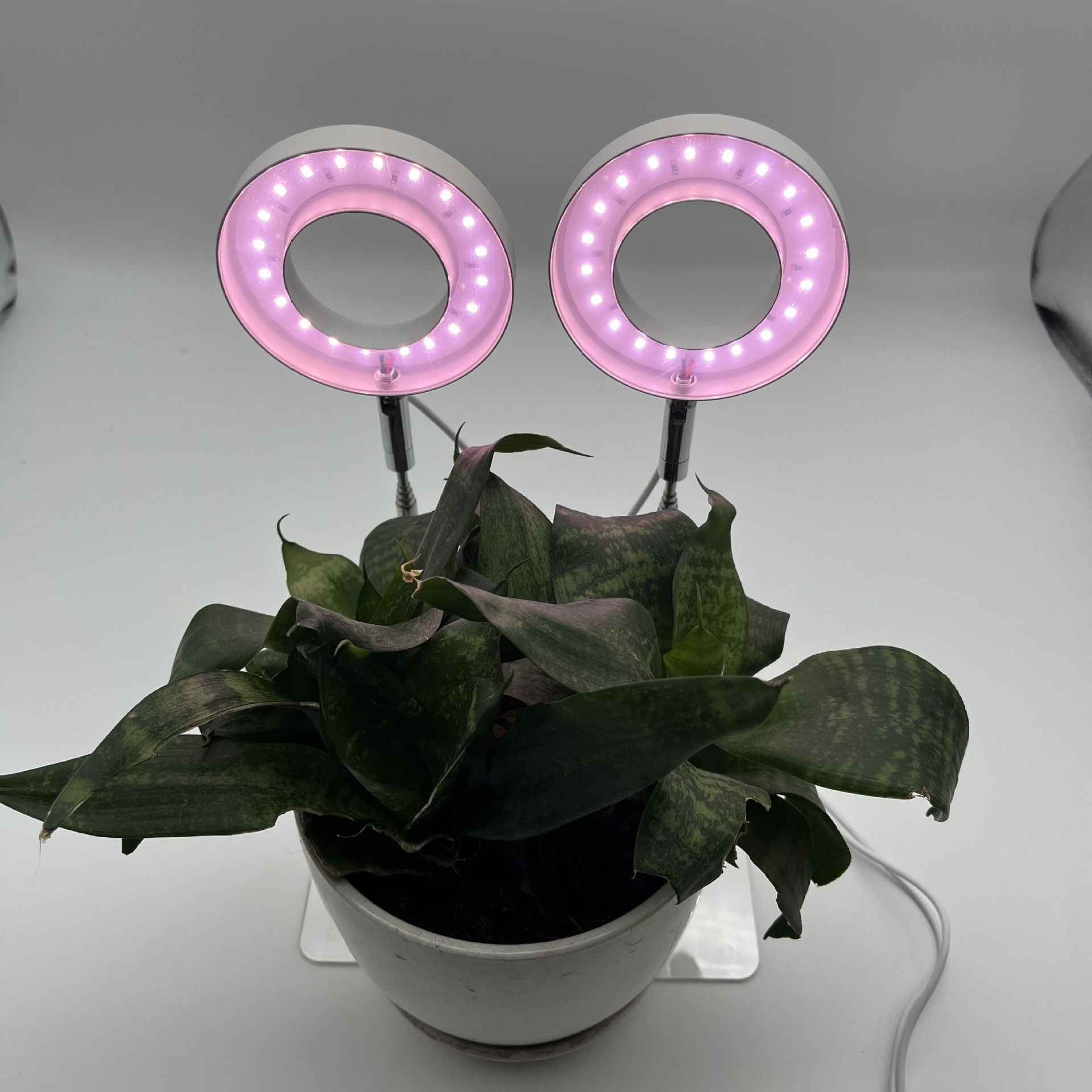 LED angel ring plant growth lamp, sunlight-like plant supplementary light, indoor succulent bonsai plant lamp manufacturer pic 7