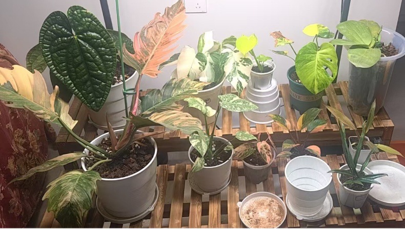 Abbott full-spectrum plant supplementary lighting: Rose, Orchid, turtle-back bamboo, heat-planted plant LED plant growth lamp pic 11