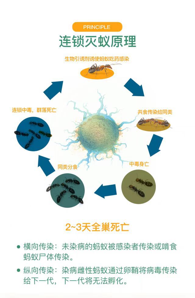 82 厂家直销 外贸出口 达豪灭蚁清 啥蚁饵剂（5g）详情6