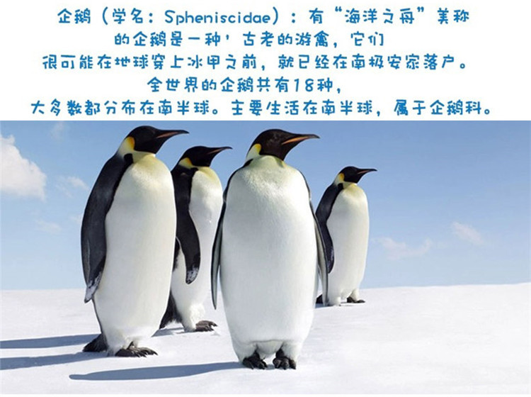 企鹅公仔海洋馆玩偶生日礼物床上摆件睡觉抱枕布娃娃跨境热卖迷你详情7