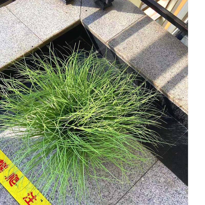 工厂店仿真盆栽天鹅绒大型落地绿植巴西木朱蕉室内装饰摆件植物详情4