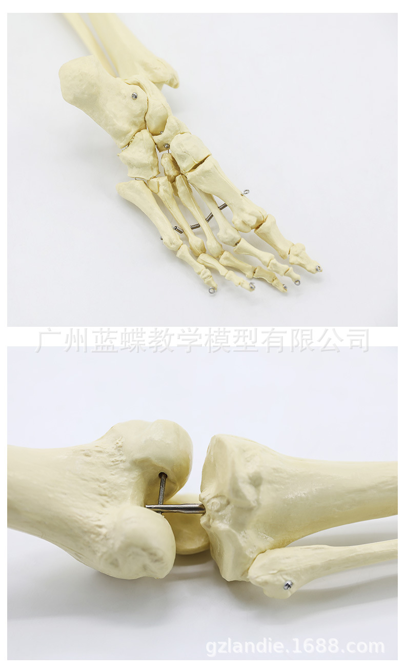 Sectional view of human internal organs, natural large upper and lower limb bone models, teaching of human body model diagrams, multi-functional anatomical display pic 95