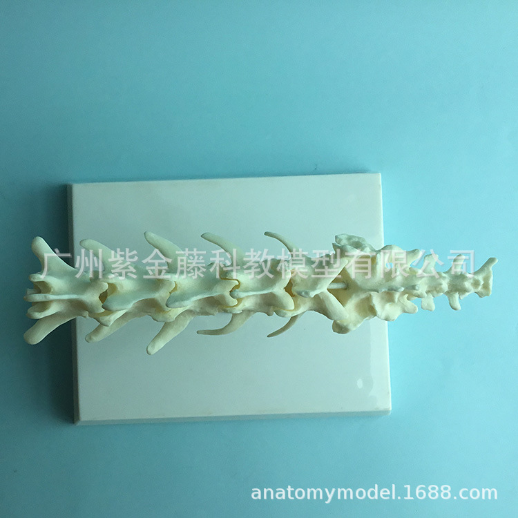 A 1:1 replica of the pet spine teaching model, a must-have simulation for dog spine medicine teaching and pet care pic 7