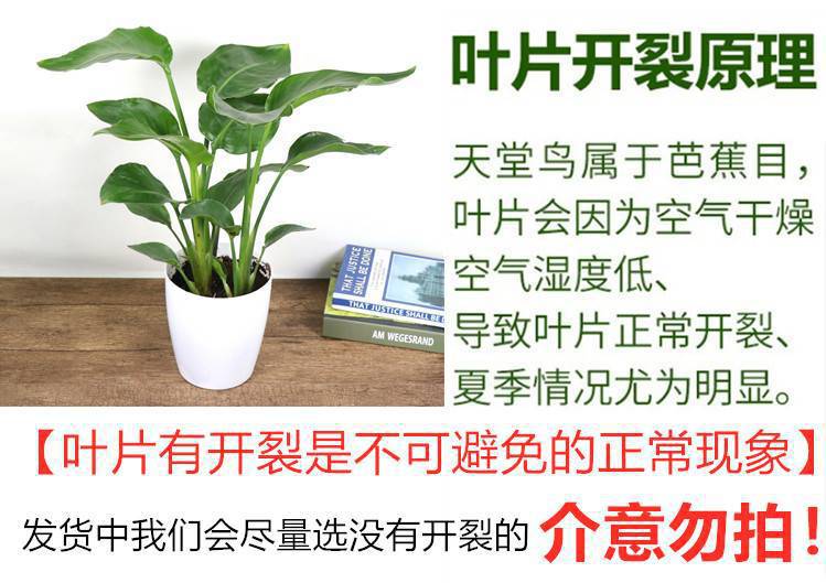 网红天堂鸟盆栽室内大型植物鹤望兰客厅办公室大盆栽绿植天堂鸟苗详情6