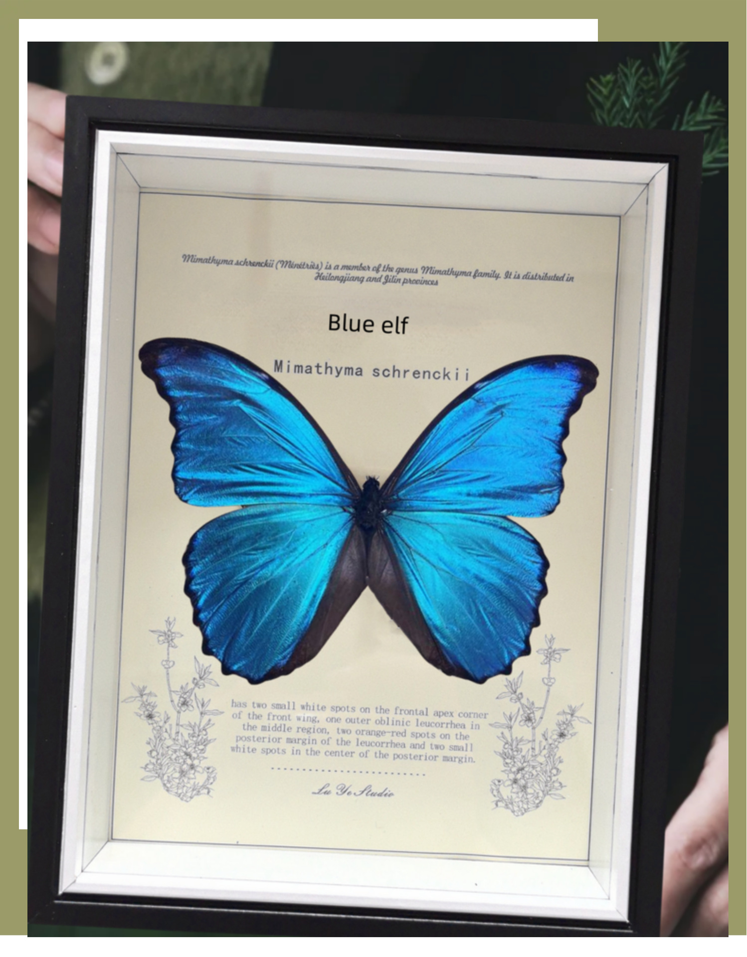 相框中空标本框木质玻璃立体黑色蝴蝶昆虫装裱自装摆台展示画框详情43