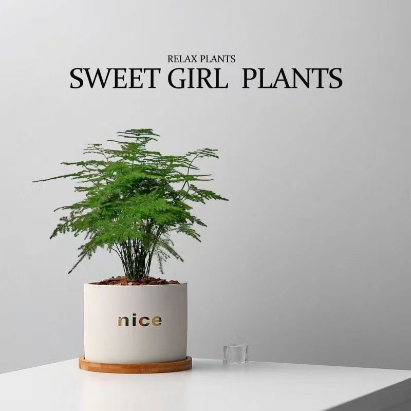 Five Blessings Money Tree small potted indoor plants, office desk small green plants potted plants, indoor flower potted plants pic 10