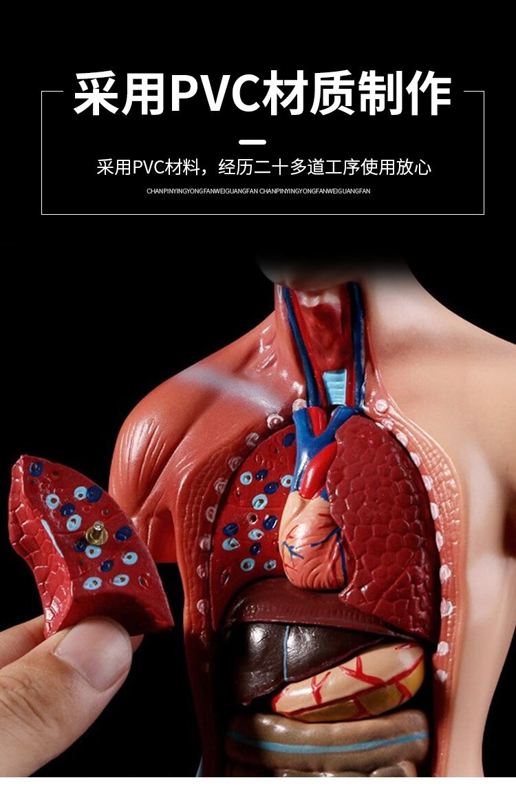 人体解剖模型高端专业医学系统神经结构内脏可拆卸骨骼躯干肌详情6