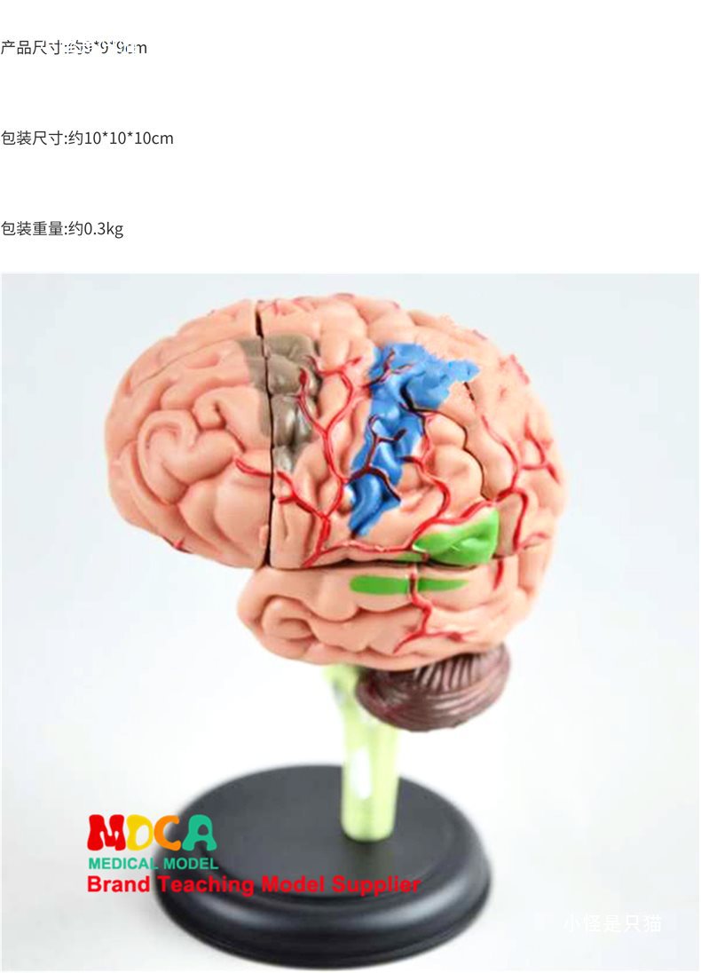 右半大脑解剖模型人体1:1神经皮质结构与功能分区医学教学详情6