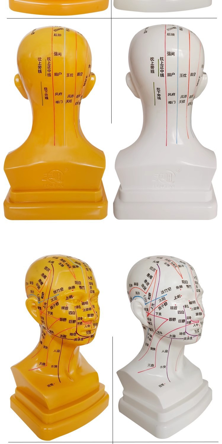 Head medical acupuncture practice model, traditional Chinese medicine acupoint meridian massage human body model, massage head model 21cm pic 14