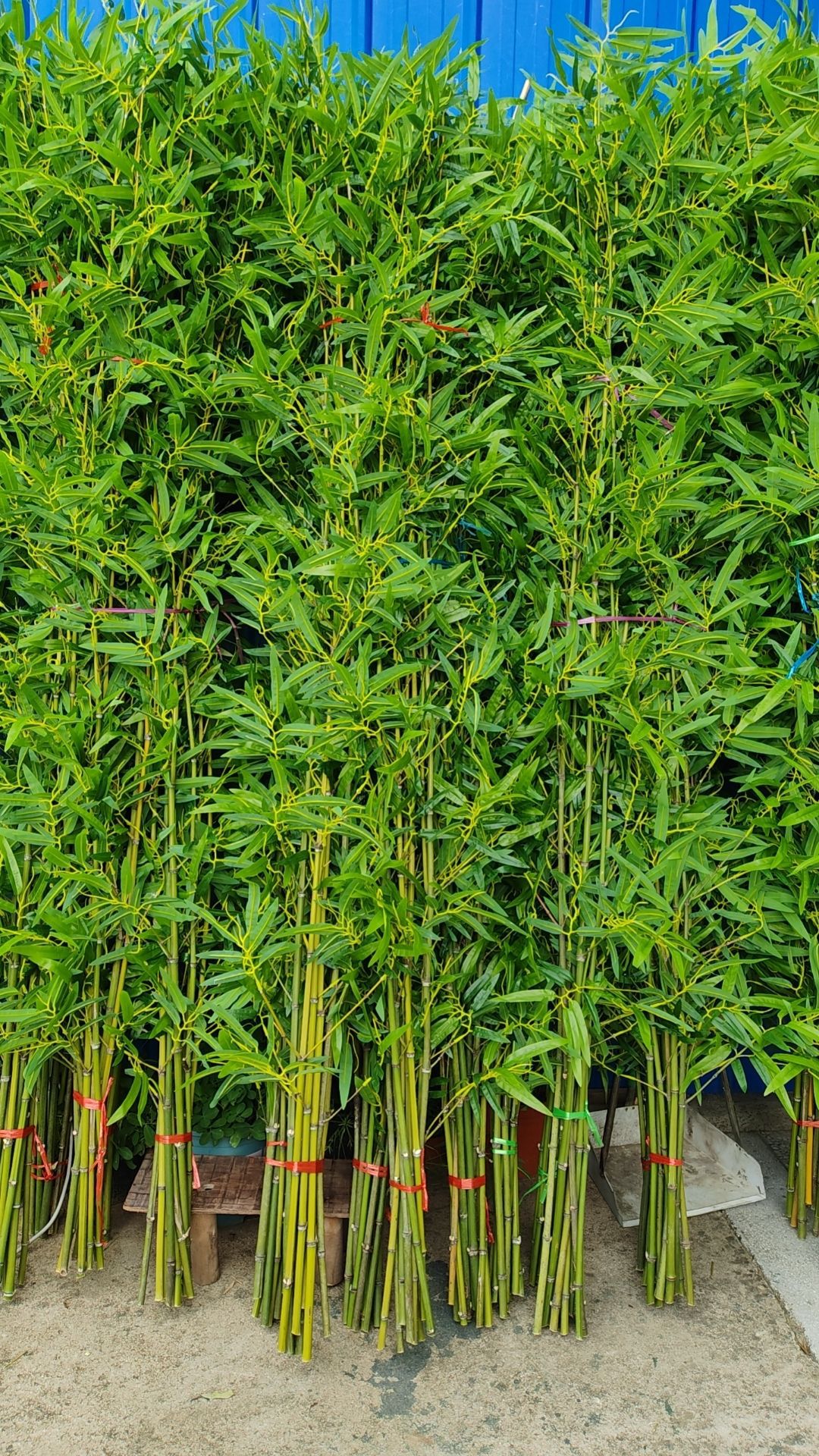 仿真竹子室内装饰隔断屏风假竹子挡墙造景绿植盆栽细水竹办公文化园艺仿真枝叶树详情36