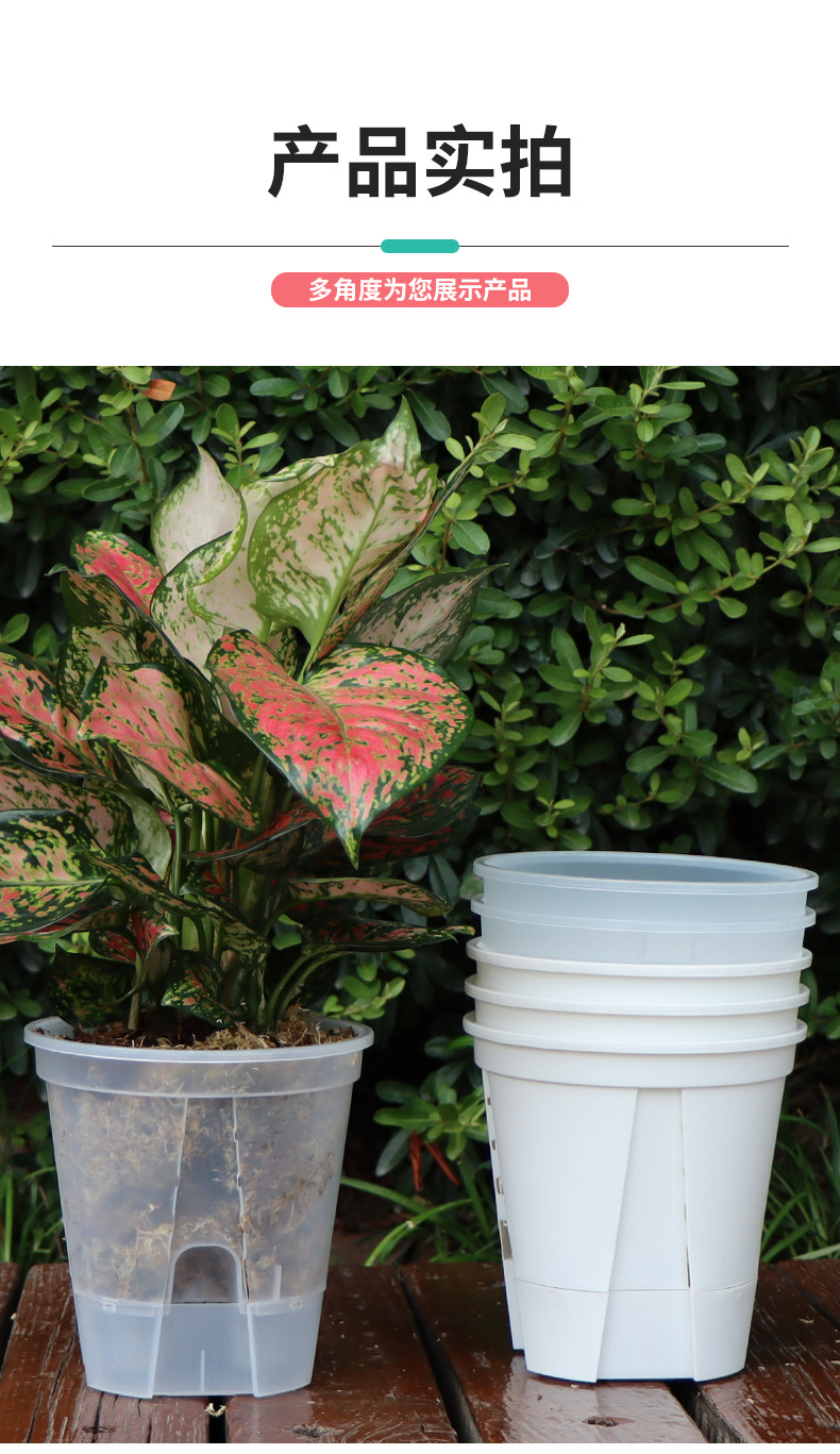 新款储水透明青山盆自吸水懒人盆控根盆朱顶红蝴蝶兰塑料花盆批发详情17