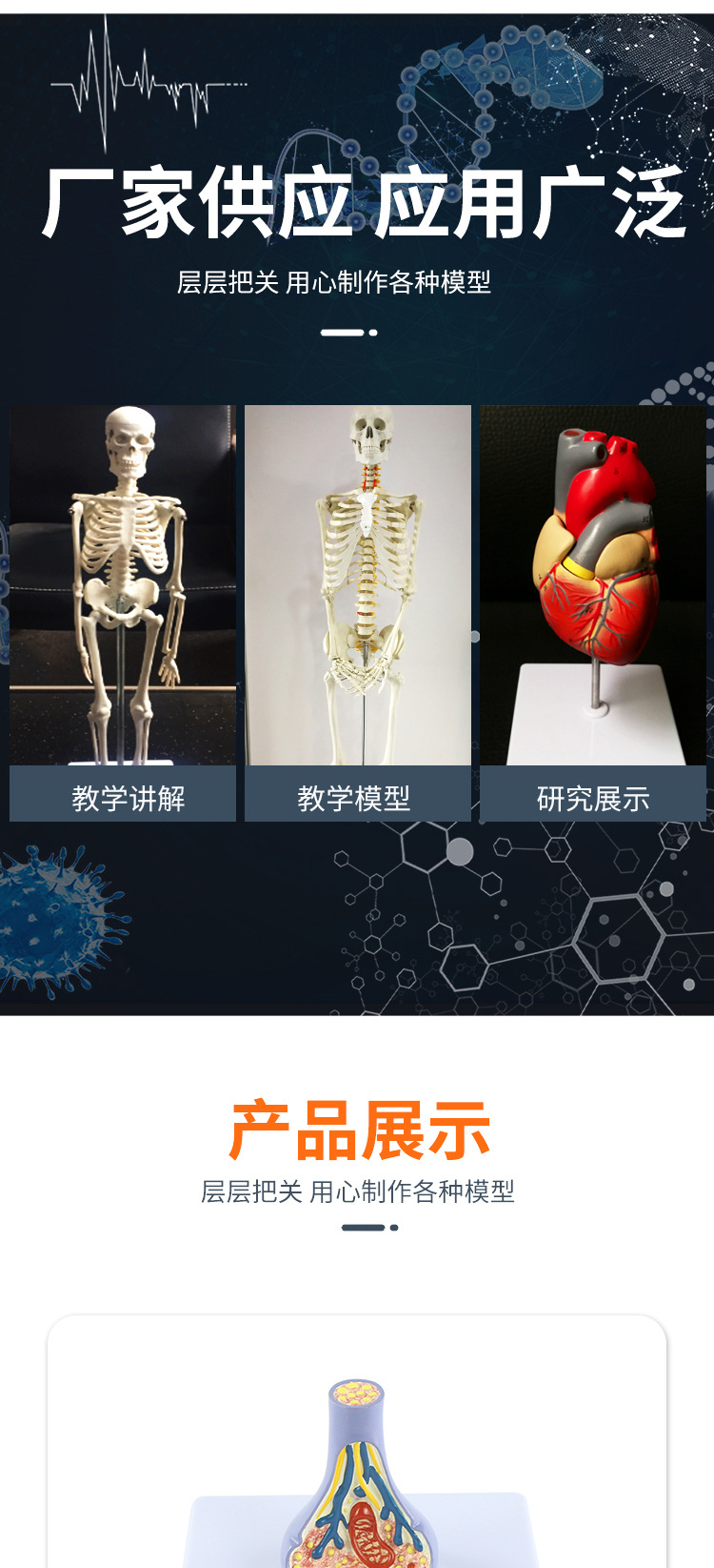 突触模型解剖人体内脏切面图教学人体模拟模型多功能科普教育用品详情7