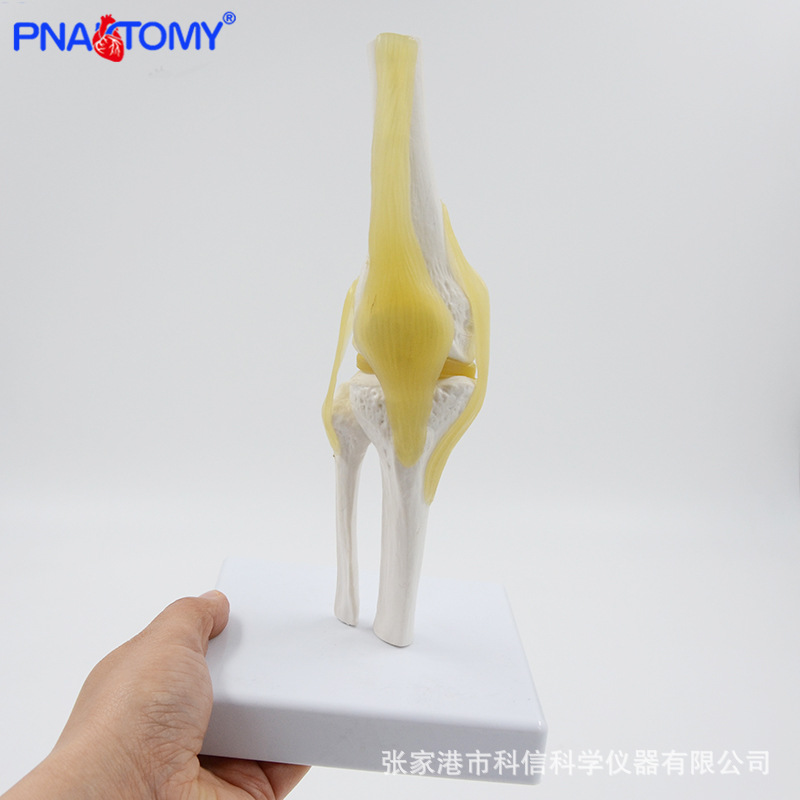 Anatomical model knee joint section diagram of human internal organs teaching human anatomy teaching model physical display pic 1
