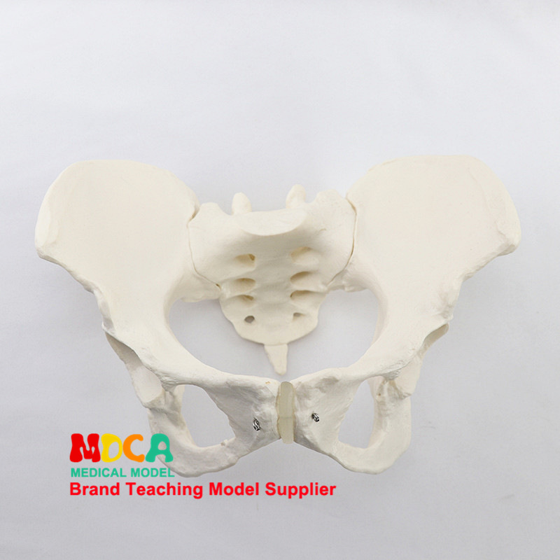 Medical model, pelvic and reproductive anatomy teaching model, tuning fork, traditional Chinese medicine physiotherapy auxiliary tool, suitable for teaching and training pic 28