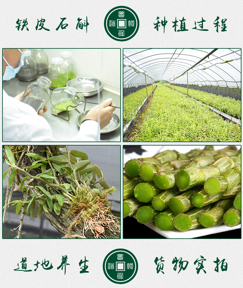 铁皮石斛苗裸苗1斤5-6月花期石斛基地批量发货种植新鲜发货大货详情2