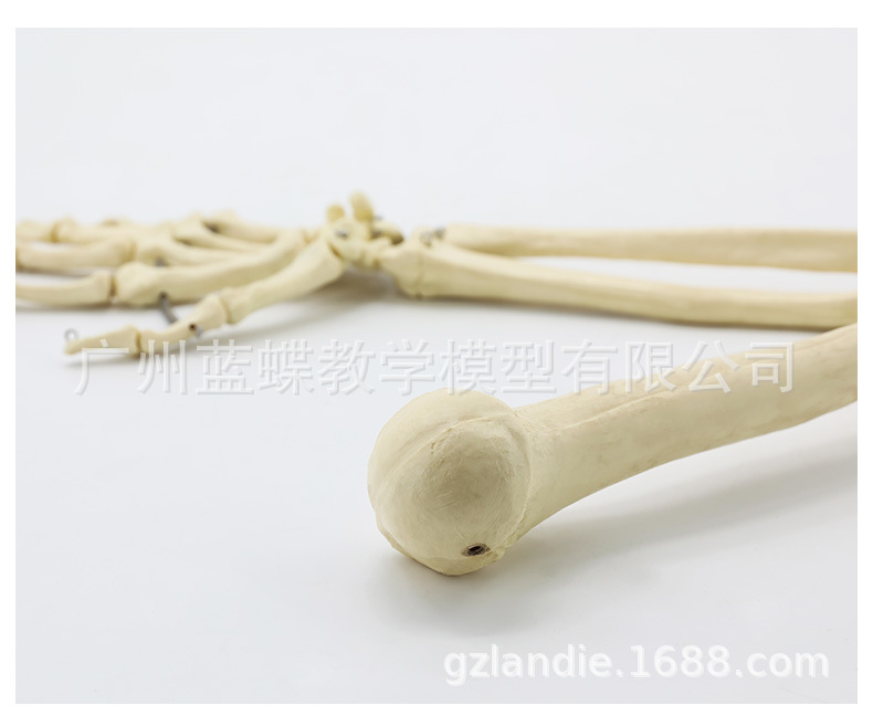 Sectional view of human internal organs, natural large upper and lower limb bone models, teaching of human body model diagrams, multi-functional anatomical display pic 92