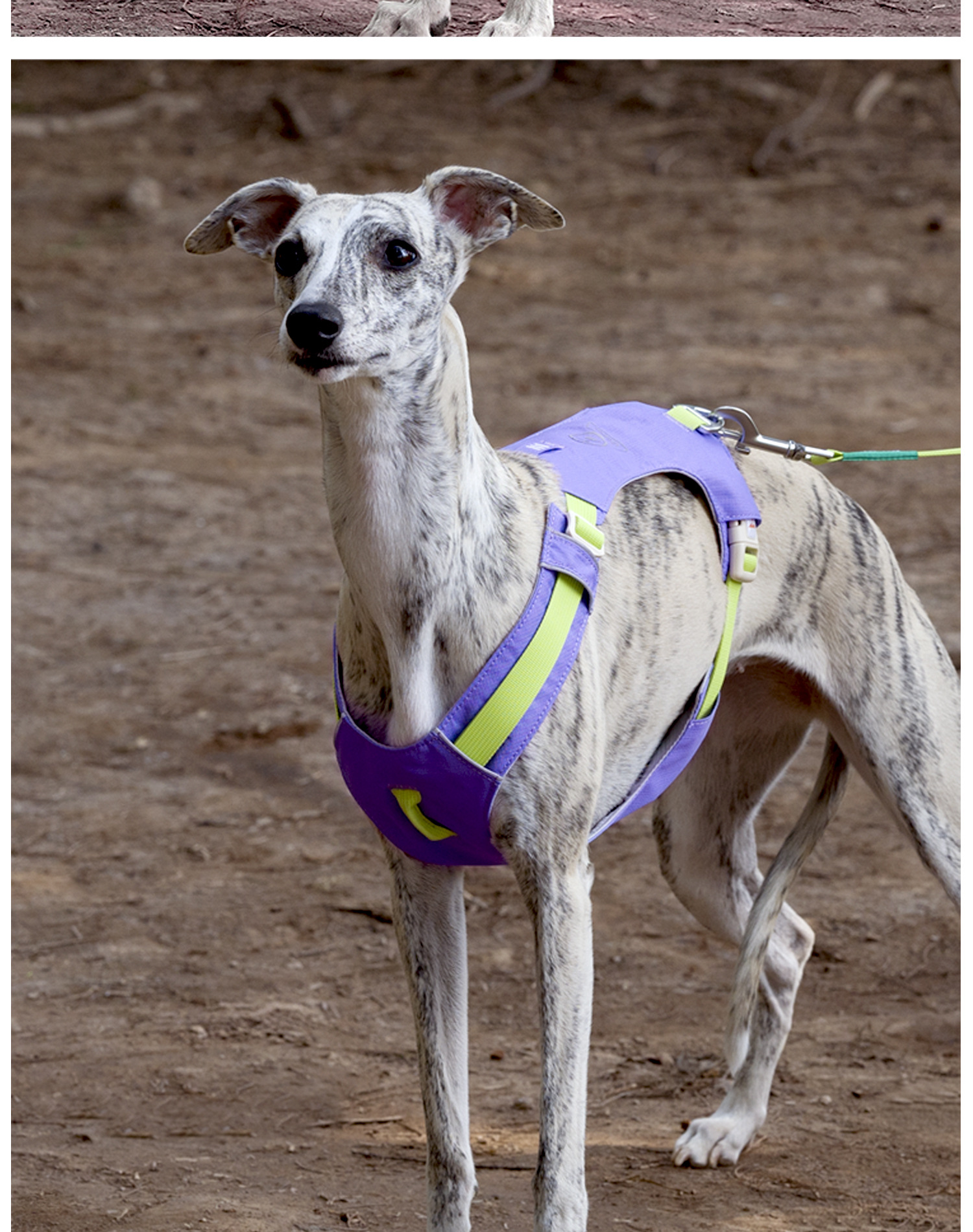ZOOLAND狗狗胸背牵引绳遛幼小中大型犬泰迪柯基比熊边牧博美链子详情33